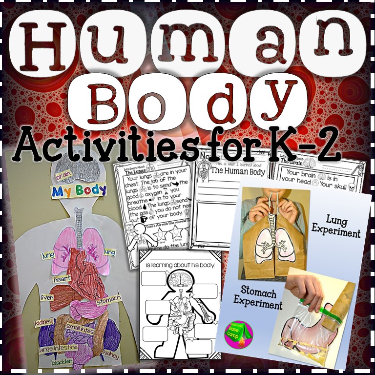 Human Body worksheets