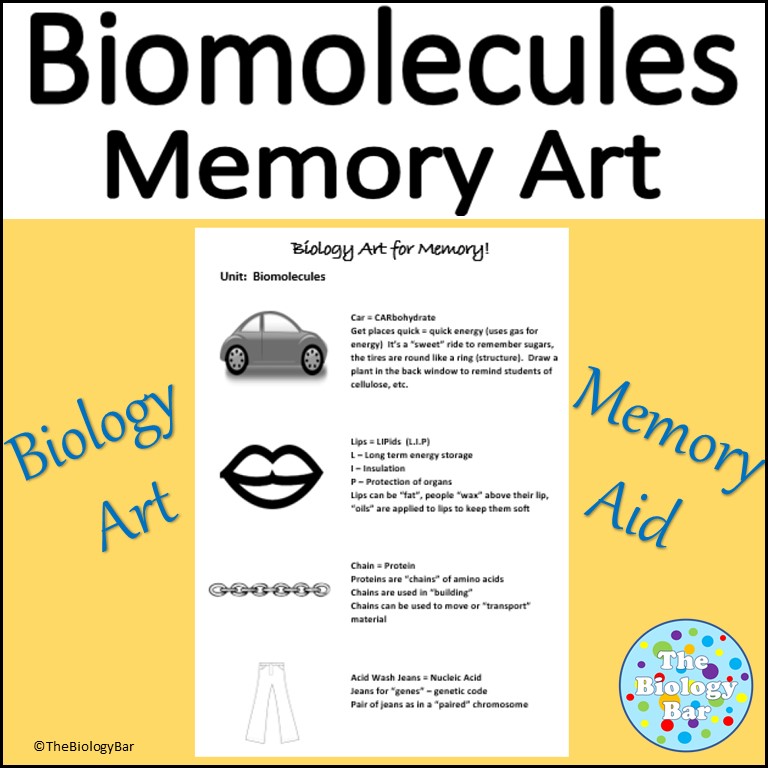 Biomolecules Help with Memory Art