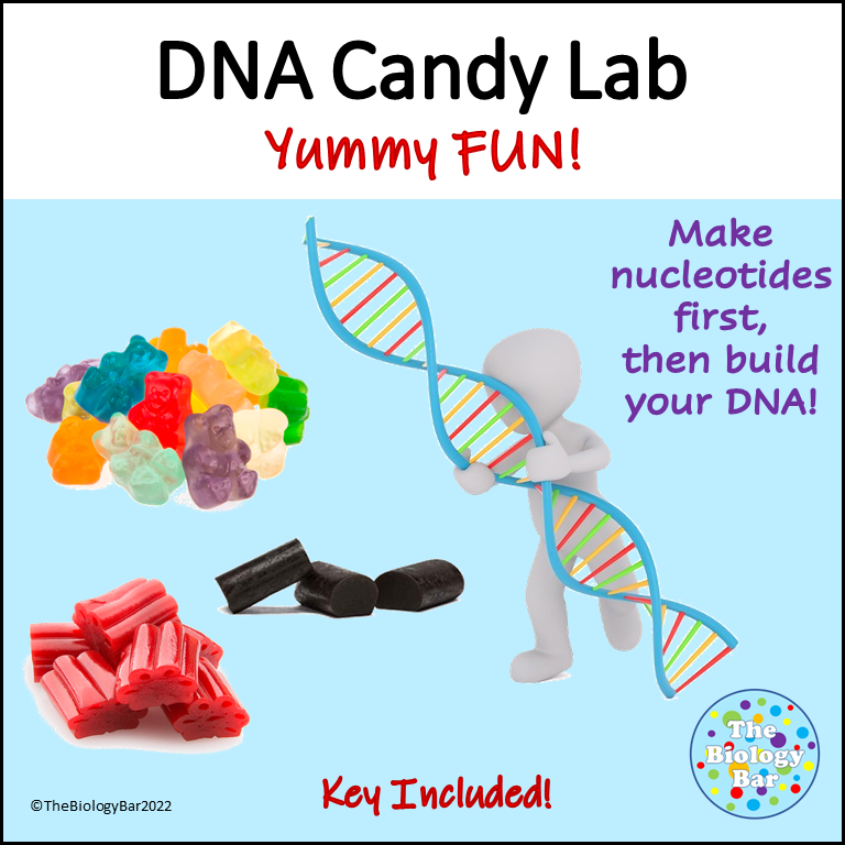DNA Candy Model Built From Nucleotides Up