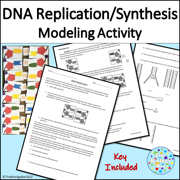 DNA Replication Modeling Activity