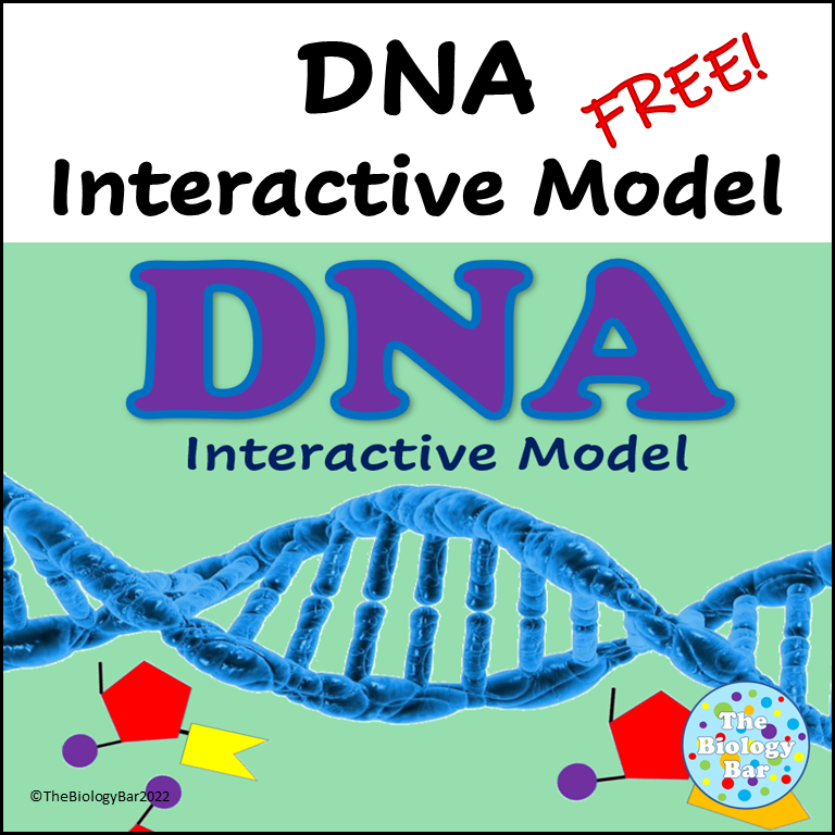 DNA Interactive Model PPT