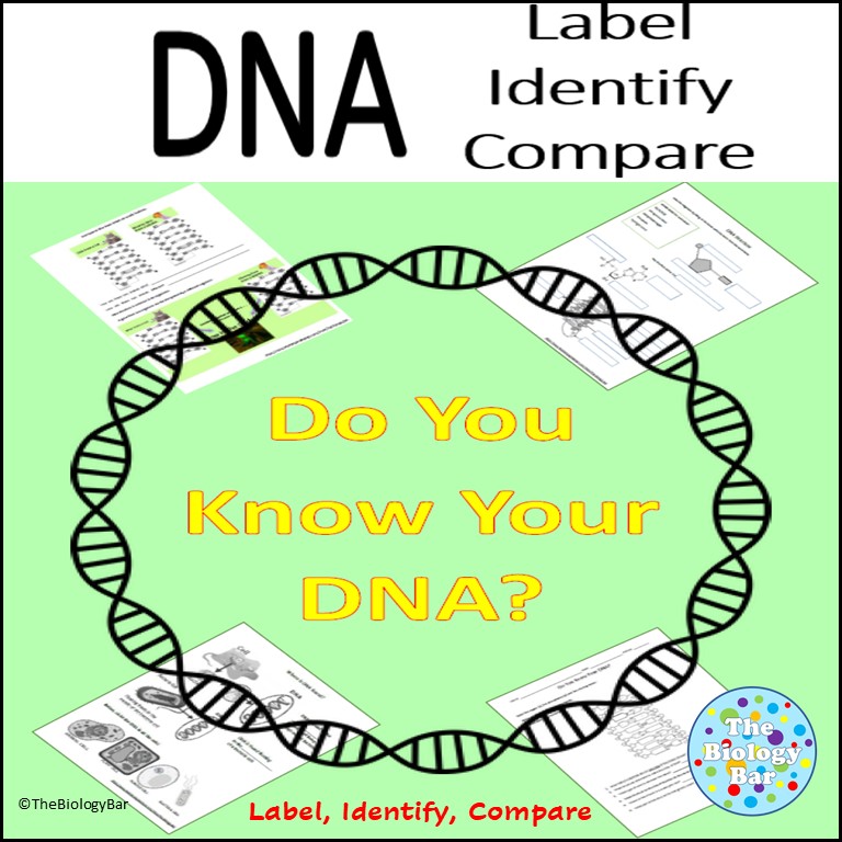 DNA Structure Function Review Worksheet