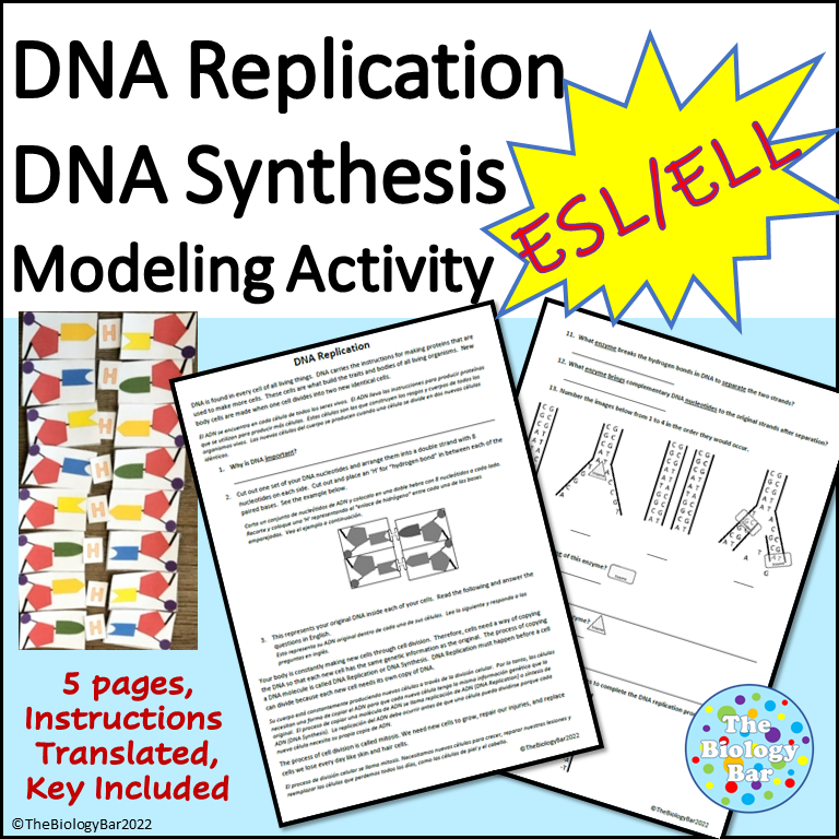 ESL Biology DNA Replication Modeling and Worksheet