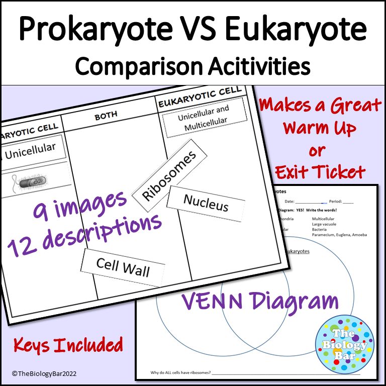 Cells Prokaryote Eukaryote Table and Venn Diagram