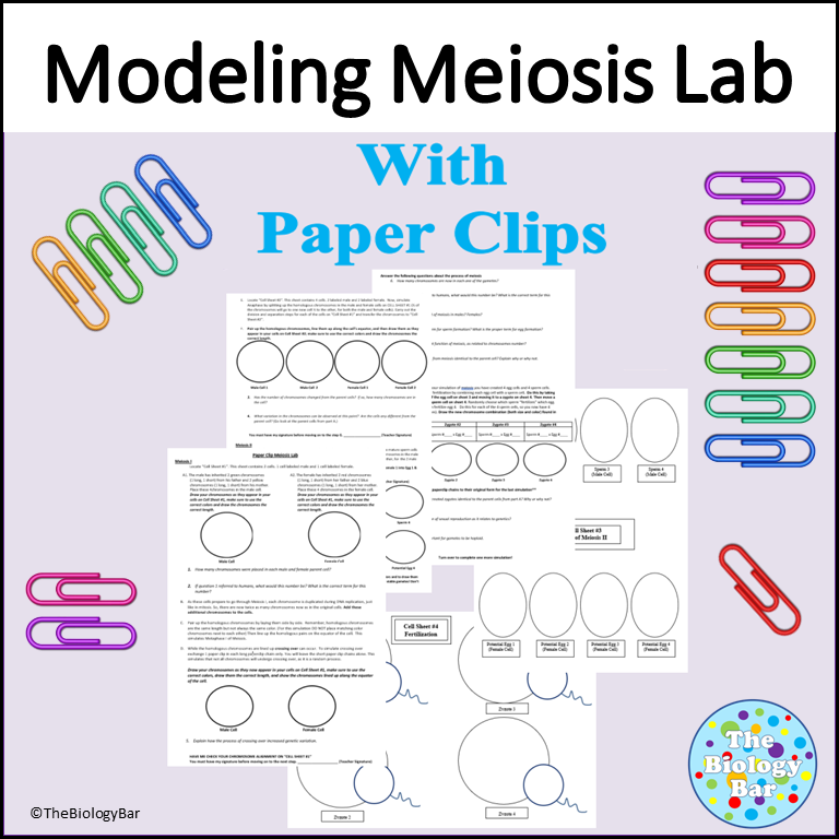 Meiosis Lab Modeling with Paper Clips