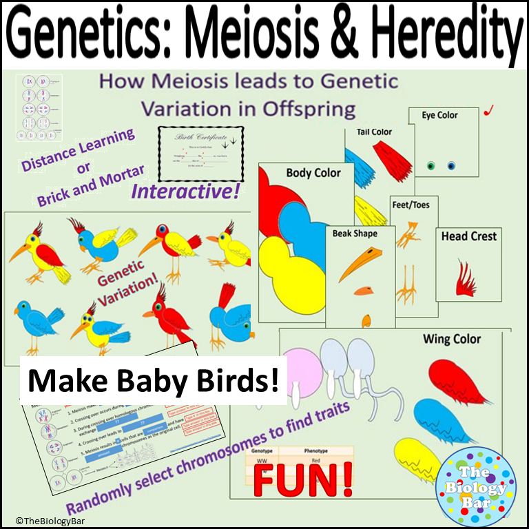 Meiosis Genetic Variation Build a Bird Interactive PPT