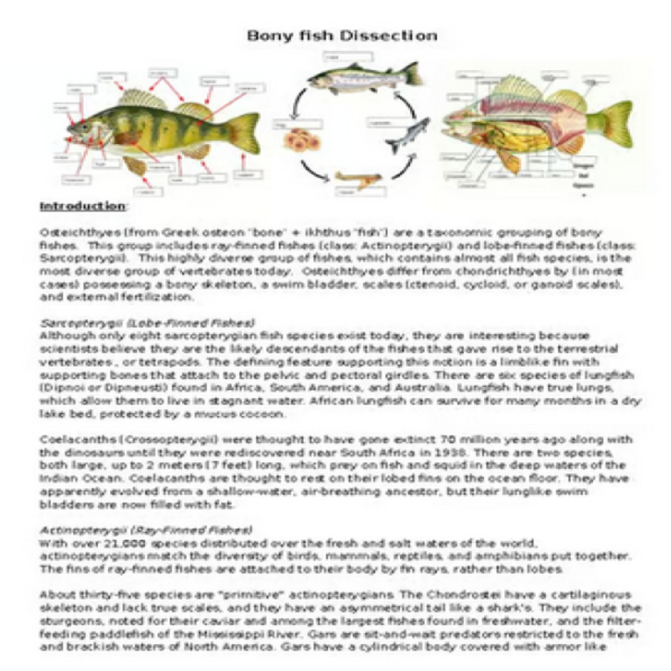Bony Fish Dissection VIRTUAL LAB