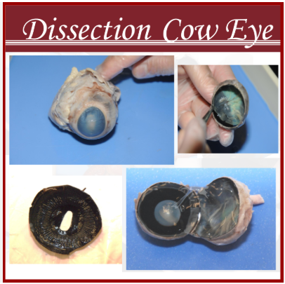 Dissection of a Cow Eye Quiz Powerpoint with Answer Key